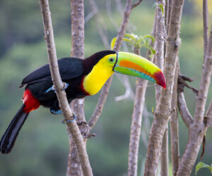 Minca Magdalena Colombia