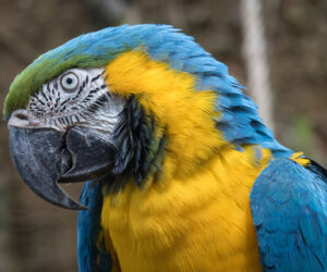 Minca Magdalena Colombia