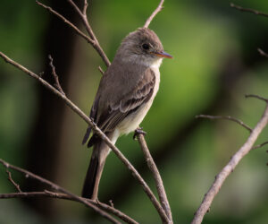 Minca Magdalena Colombia