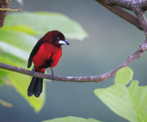 Minca Magdalena Colombia