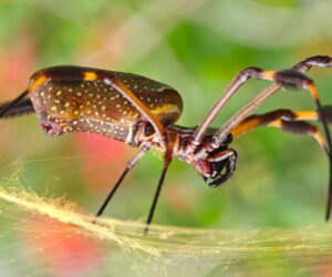 Minca Magdalena Colombia