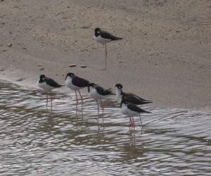 Los Naranjos Magdalena Colombia