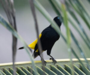 Los Naranjos Magdalena Colombia