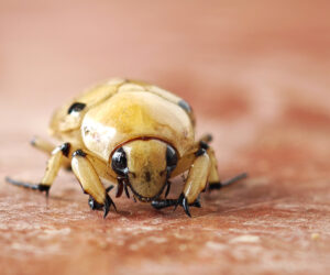 Uraño Magdalena Colombia