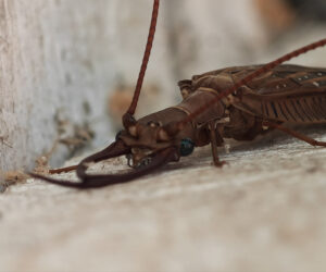 Uraño Magdalena Colombia