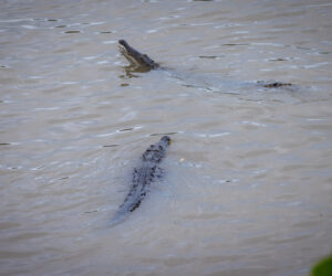 Los Naranjos Magdalena Colombia