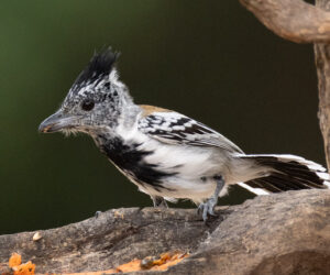 Boca de Camarones Guajira Colombia