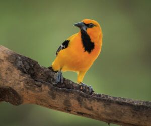 Boca de Camarones Guajira Colombia