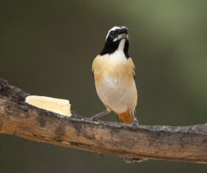 Boca de Camarones Guajira Colombia
