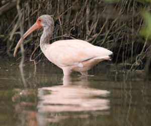 Boca de Camarones Guajira Colombia
