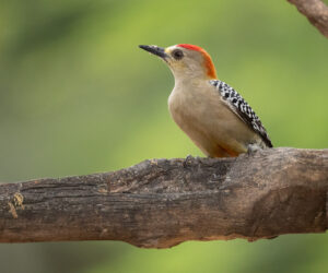 Boca de Camarones Guajira Colombia