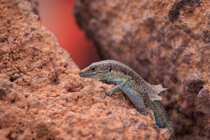 Caniçal Madeira Island Portugal