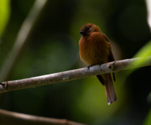 Cerro Kennedy Magdalena Colombia
