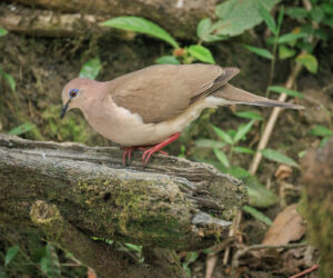 Cerro Kennedy Magdalena Colombia