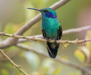 Cerro Kennedy Magdalena Colombia