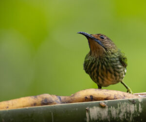 Cerro Kennedy Magdalena Colombia