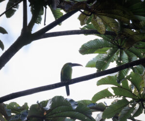 Cerro Kennedy Magdalena Colombia