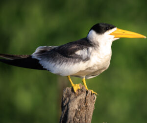 Mompox Bolivar Colombia