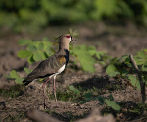 Mompox Bolivar Colombia