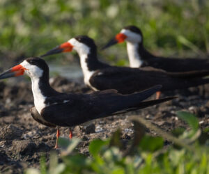 Mompox Bolivar Colombia