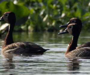 Mompox Bolivar Colombia