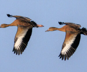 Mompox Bolivar Colombia