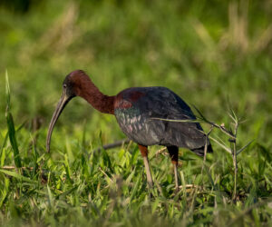 Mompox Bolivar Colombia