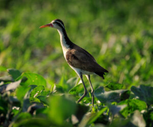 Mompox Bolivar Colombia