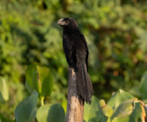 Mompox Bolivar Colombia