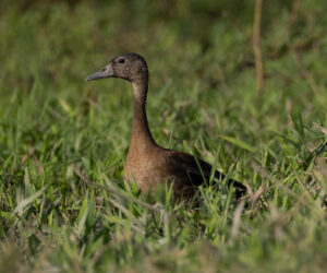 Mompox Bolivar Colombia