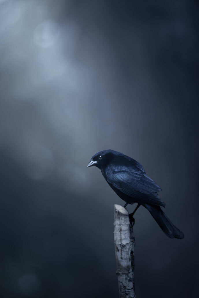 Dagua - Km18 Valle Del Cauca Colombia