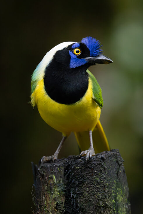 Dagua - Km18 Valle Del Cauca Colombia