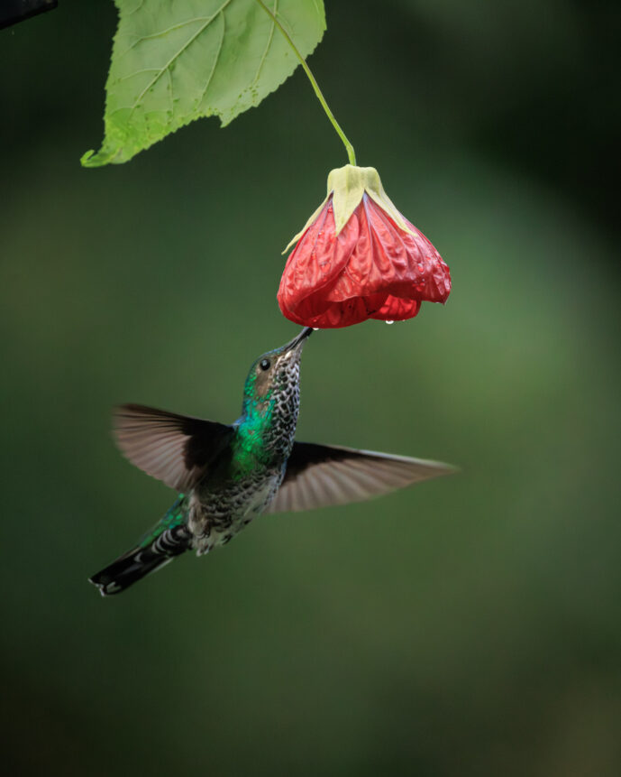 Dagua - Km18 Valle Del Cauca Colombia