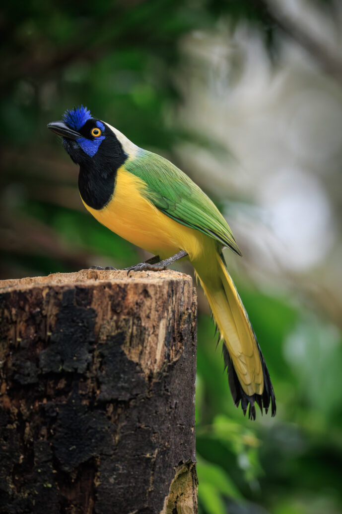 Dagua - Km18 Valle Del Cauca Colombia