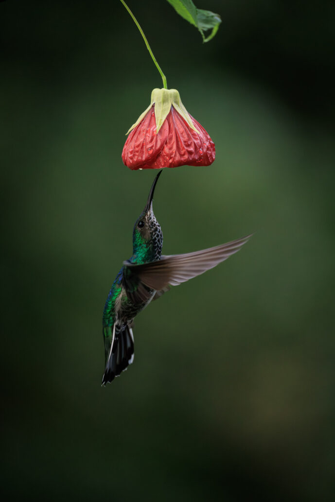 Dagua - Km18 Valle Del Cauca Colombia