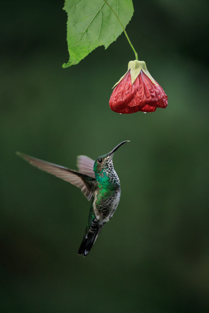 Dagua - Km18 Valle Del Cauca Colombia