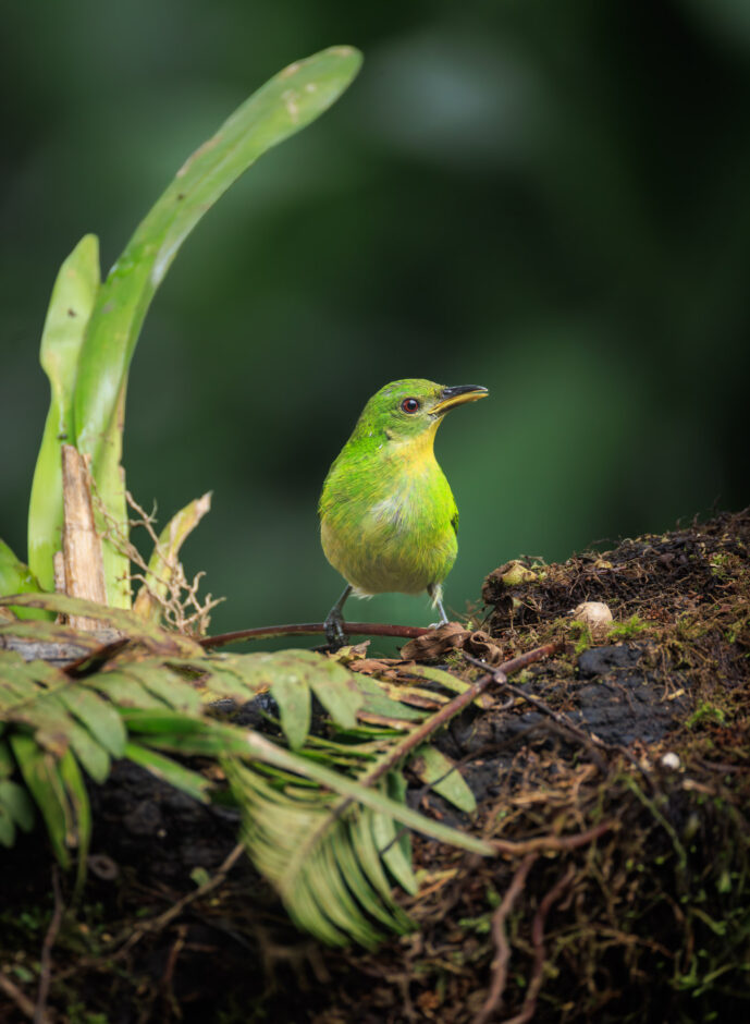Dagua - Km18 Valle Del Cauca Colombia