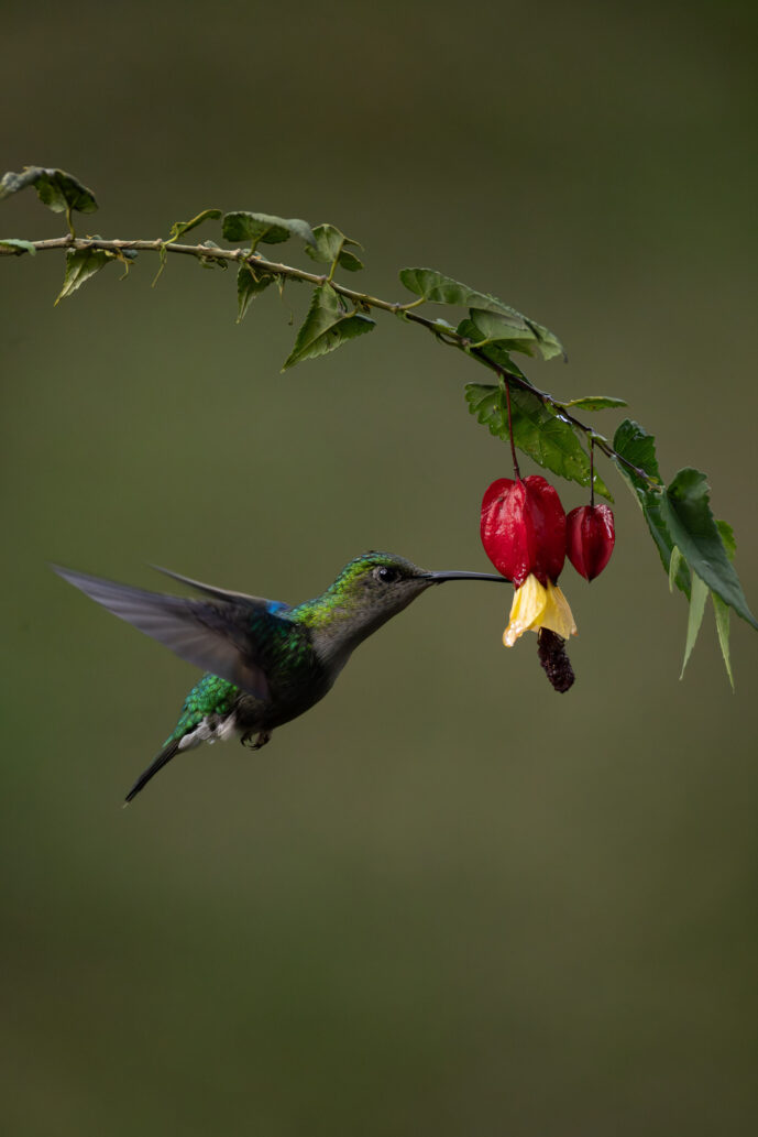 Dagua - Km18 Valle Del Cauca Colombia