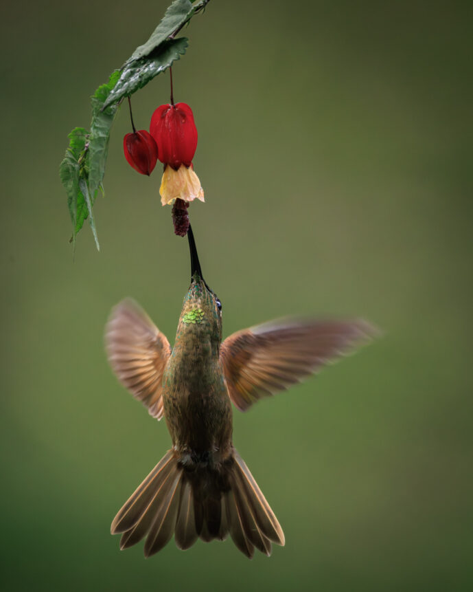 Dagua - Km18 Valle Del Cauca Colombia