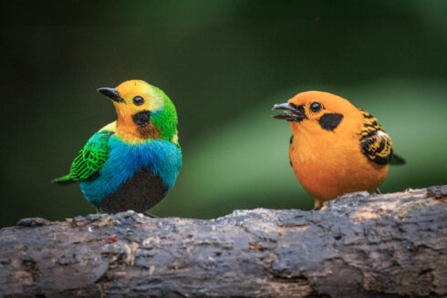 Dagua - Km18 Valle Del Cauca Colombia