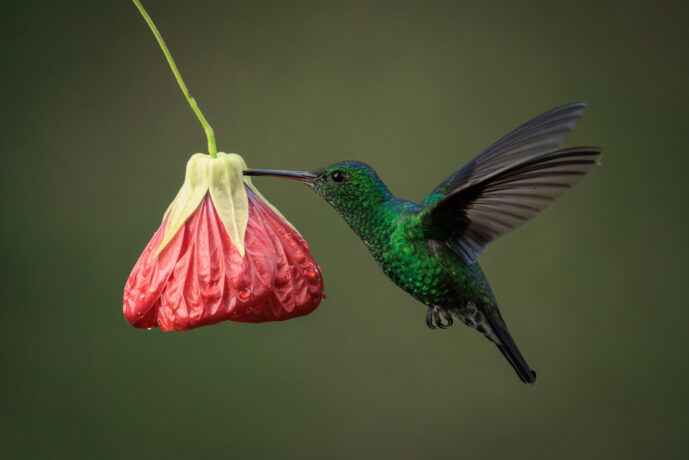 Dagua - Km18 Valle Del Cauca Colombia