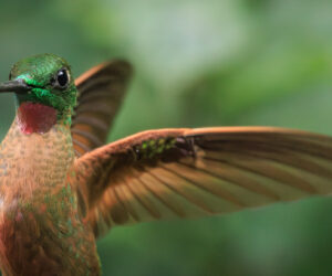 Dagua - Km18 Valle Del Cauca Colombia