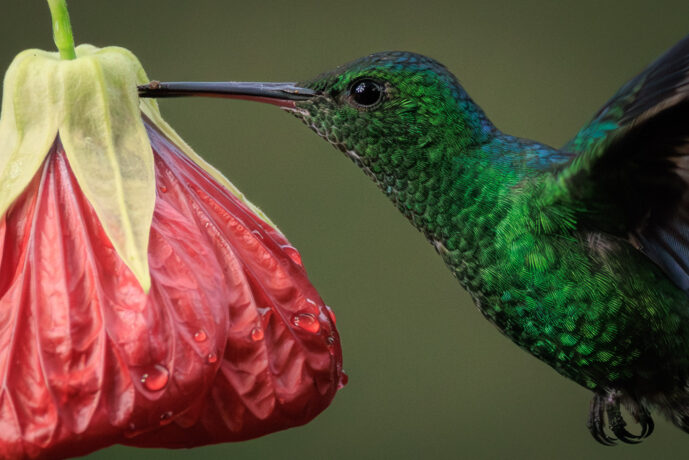 Dagua - Km18 Valle Del Cauca Colombia