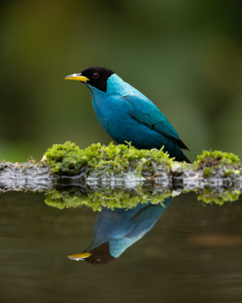 San Felipe Lodge. Birding & Wellness (Wild Expe – Included in Package) - Cali Airport