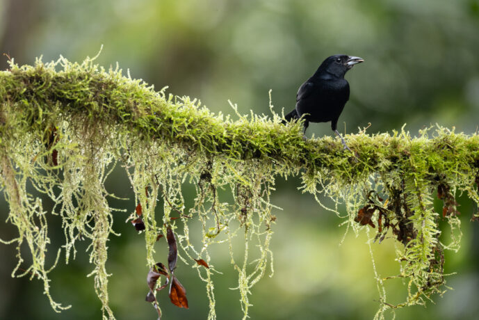 Dagua - Km18 Valle Del Cauca Colombia