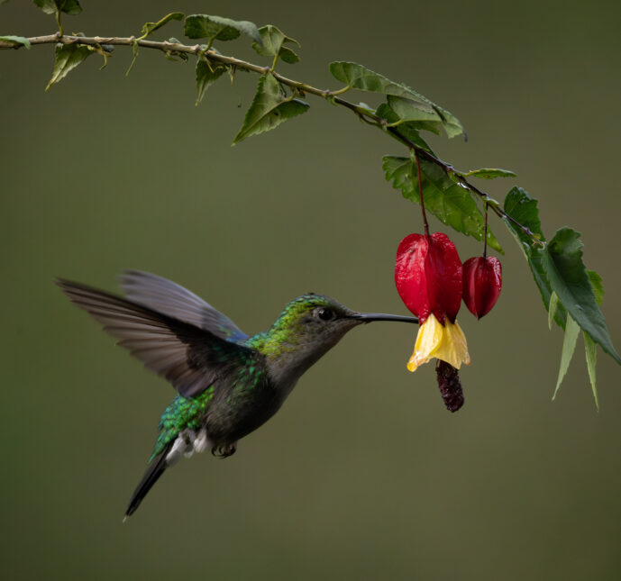 Dagua - Km18 Valle Del Cauca Colombia