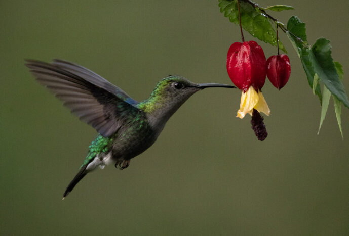 Dagua - Km18 Valle Del Cauca Colombia