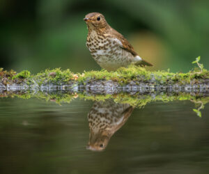 Dagua - Km18 Valle Del Cauca Colombia