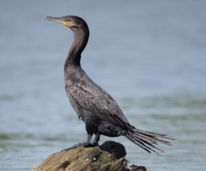 Don Diego Magdalena Colombia