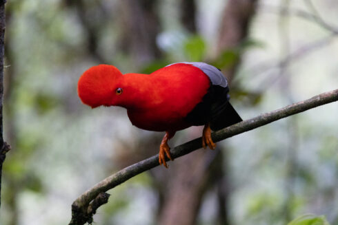 km58 Valle Del Cauca Colombia